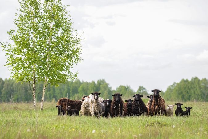 Brown and light herd of sheep on green grass field