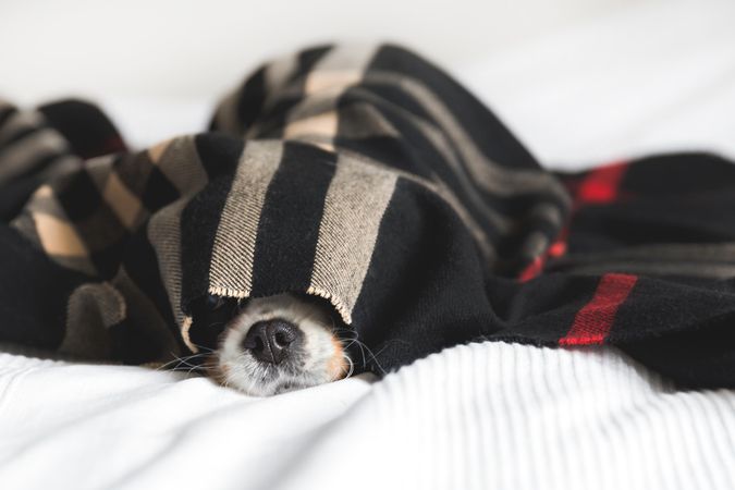 Cavalier spaniel hiding in dark patterned blanket