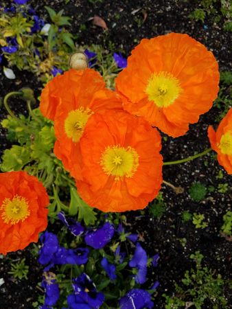 Poppy orange garden patch