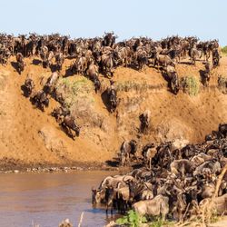 Wildebeest herd descending a steep riverbank during the Great Migration in Kenya