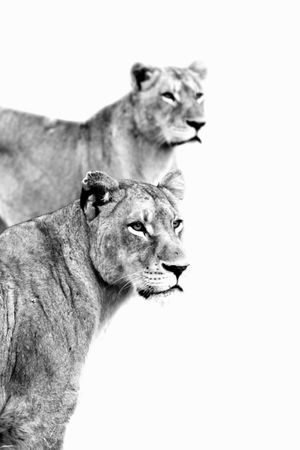 Grayscale photo of two lioness