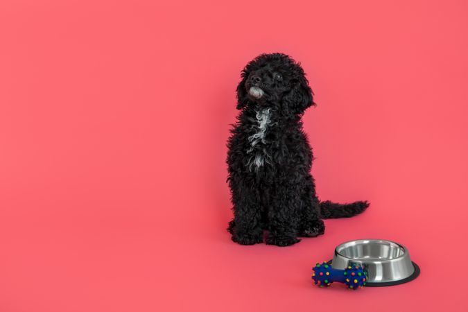 Poodle sitting tall next to bowl