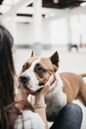Young woman playing with adult beautiful domestic dog