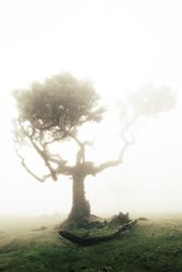 A single madeira tree surrounded by bright fog