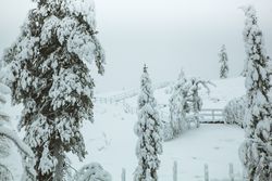 Conifer trees in snowy countryside
