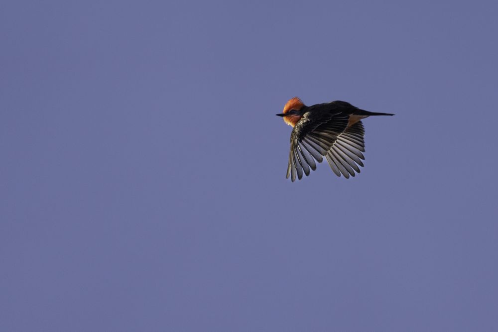 Vermilion flycatcher in flight in Tucson, Arizona