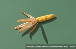 Maize isolated on a green background 0W6q1b