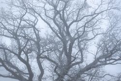 Winter leafless tree in a dense mist