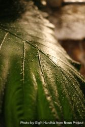 Close up of plant leaf with droplets, vertical 4O9Nv0