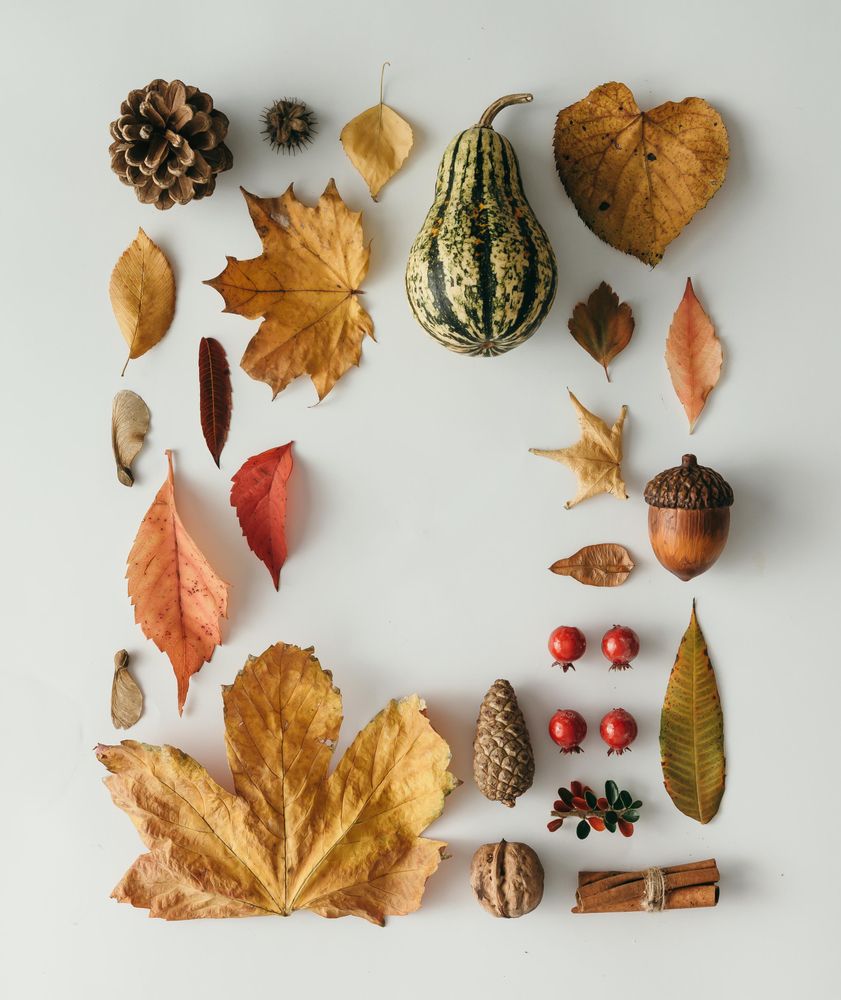 Layout made of autumn leaves, square, berries, nuts on light background