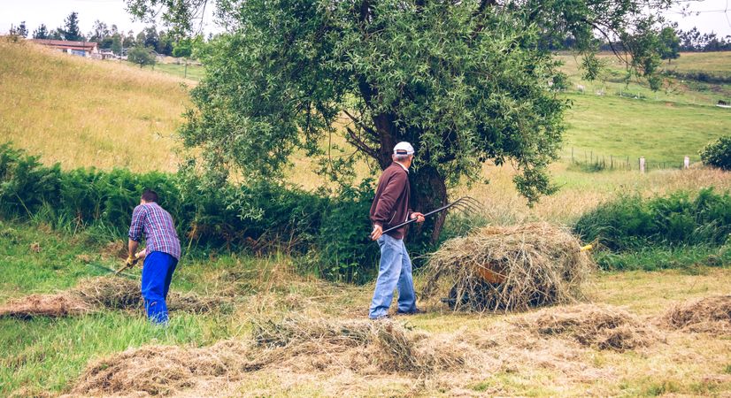 Men working hard raking dry hay on field