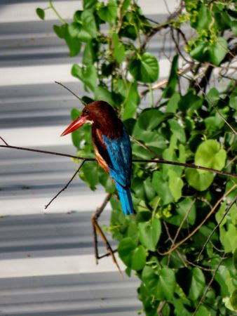 Kingfishers on green plant