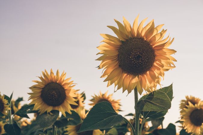 Sunflowers on background of blue sky