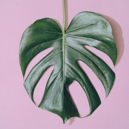 Monstera leaf on pastel purple background