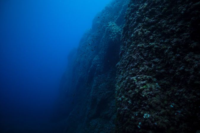 Rough massive coral reef under sea water