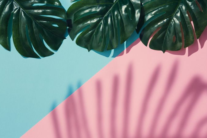 Tropical leaves and shadow on pastel pink and blue background