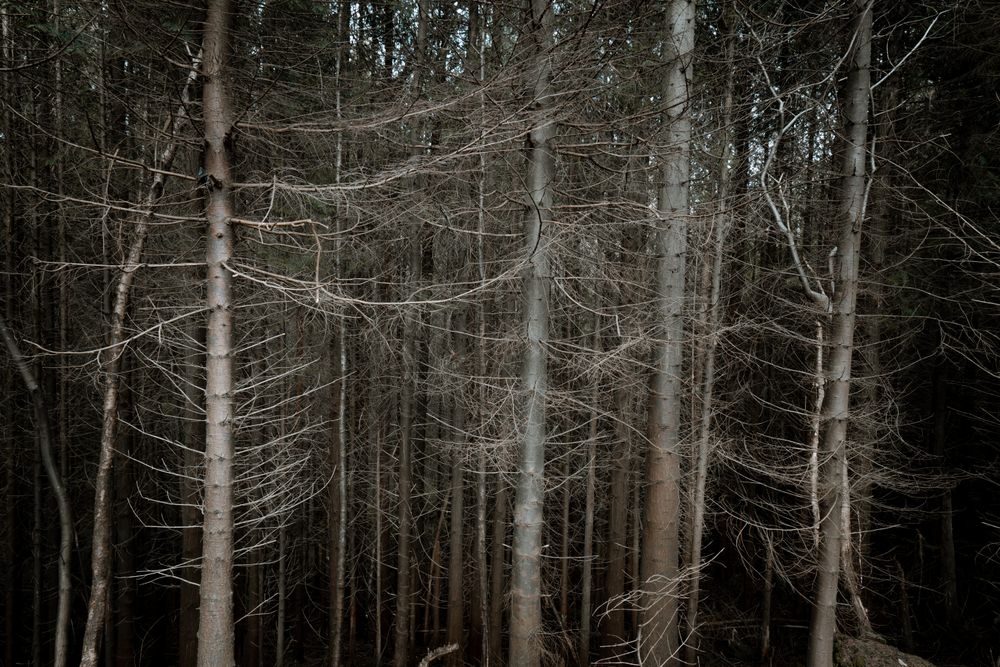 High tall trees in forest park