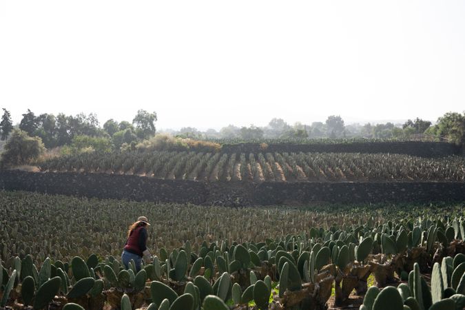 An adult woman is harvesting nopal with the hands in a huge field