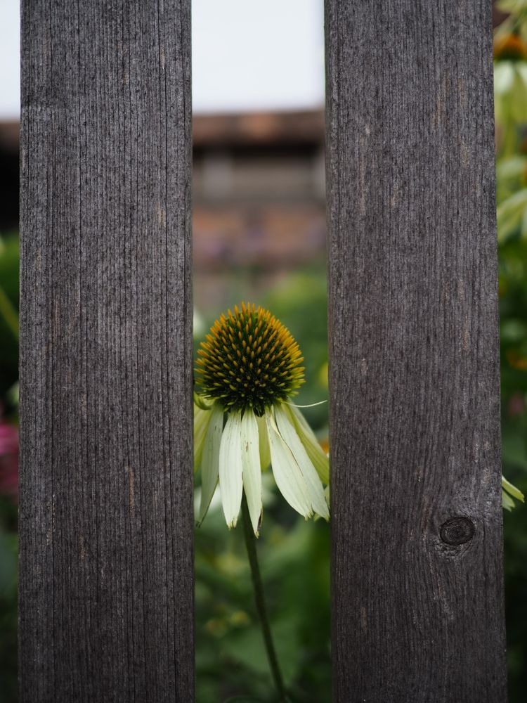 a bloomed Yellow Coneflower stands between two gray wood blocks on the park