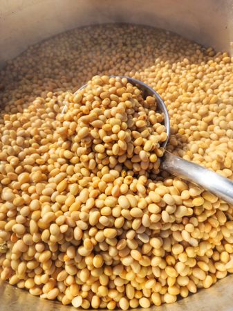 Boiling Yellow Soybeans in a Traditional Pot