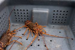 Lobsters on a plastic container freshly fished