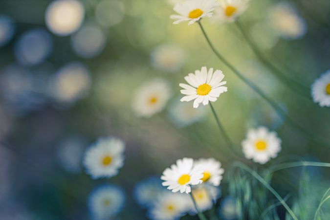 Photo of a field of daisies with selective focus