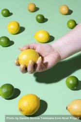 Citrus fruits and hand holding a lemon 5ldea5