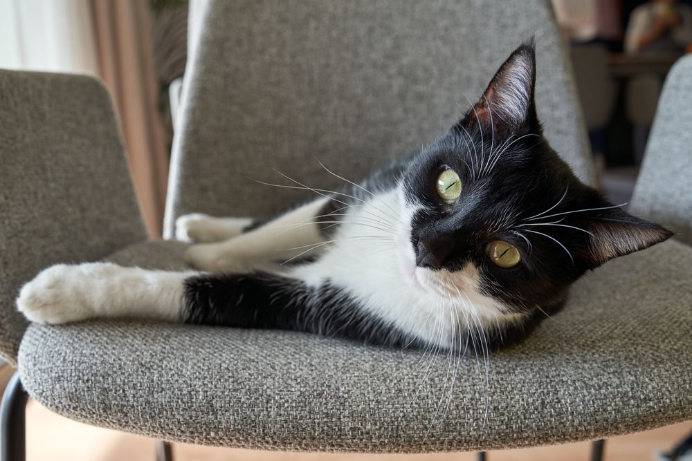 Cute cat resting on chair