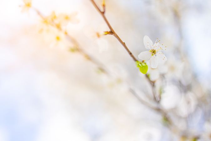 Delicate cherry blossom flower, landscape