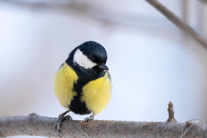 Great tit bird on brown tree branch