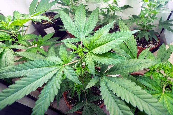 Top view of marijuana plants
