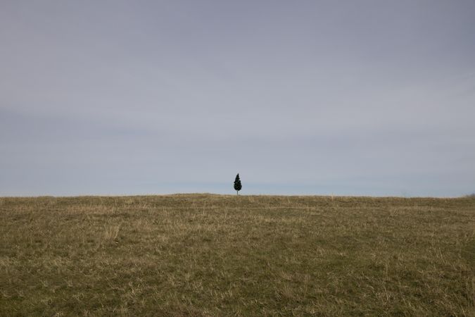 Single tree in a field