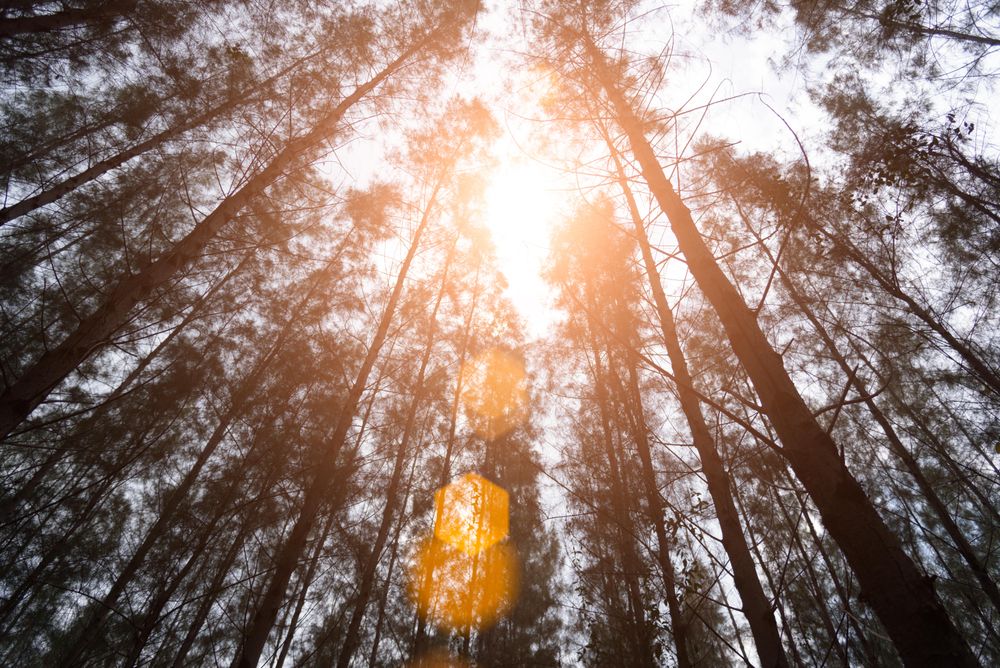 Looking up at top of trees in forest