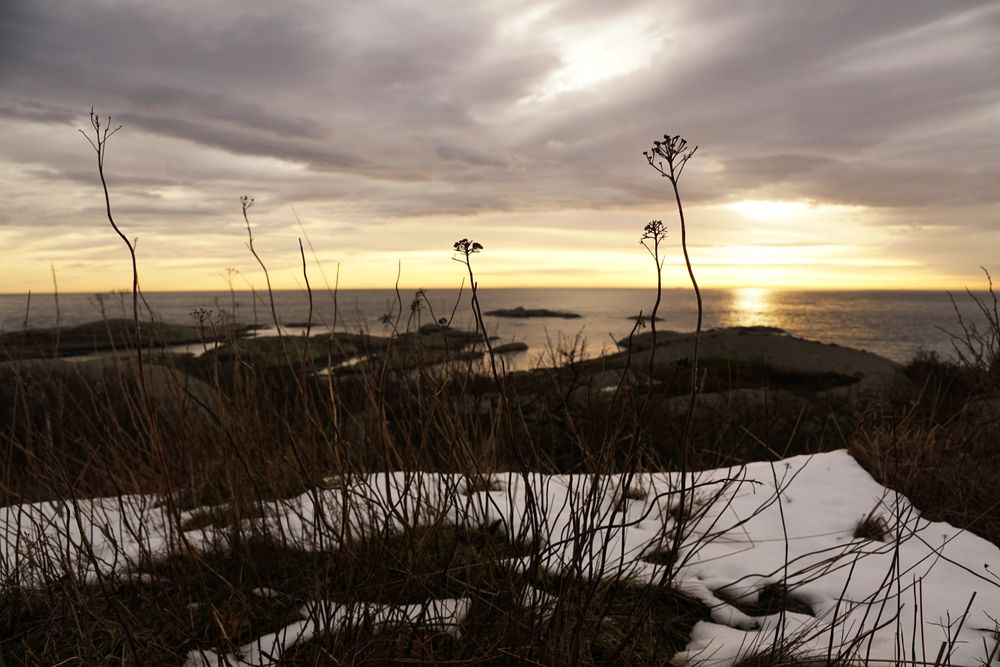 Bare tree silhouette at snowy riverside in sunset