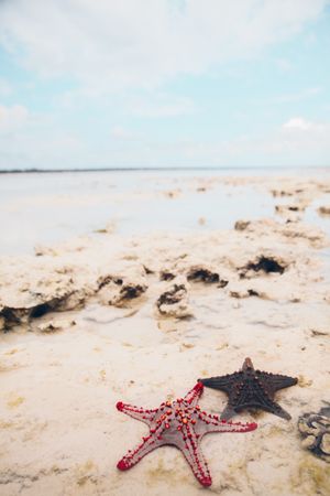 Red starfish on sand beach