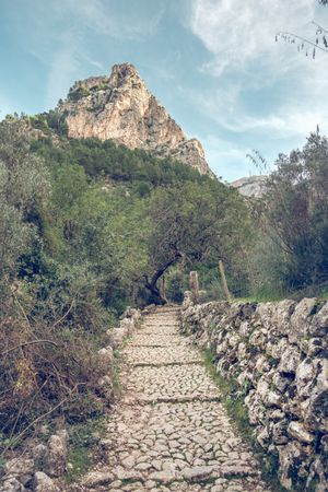 Empty cobblestone path between lush trees in mountainous valley