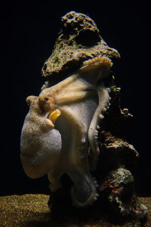 Octopus on rough stone underwater in oceanarium