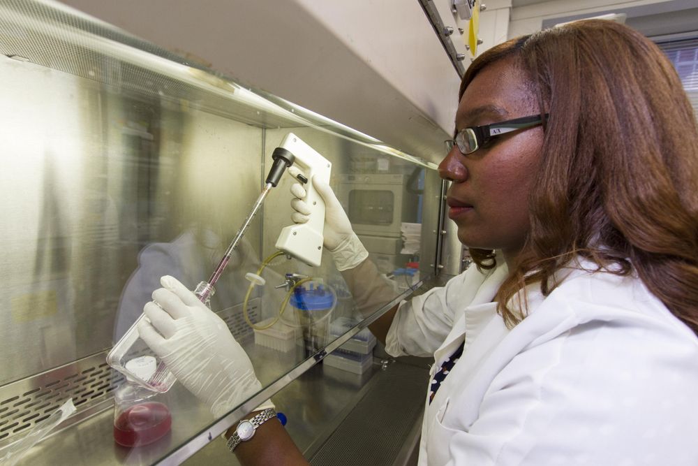 Bethesda, MD - USA,  Sept 2014: A postdoctoral fellow working with mouse embryonic fibroblasts