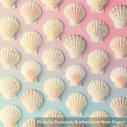 Seashell pattern on gradient pastel pink and blue background 5Qgqdb