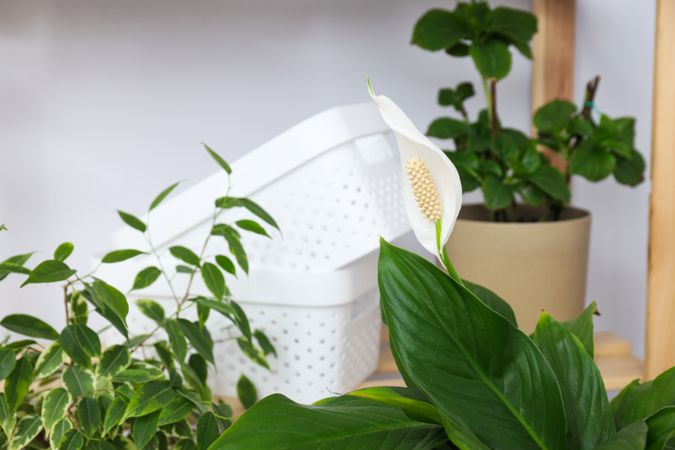 Cozy hobby - growing indoor plants at home
