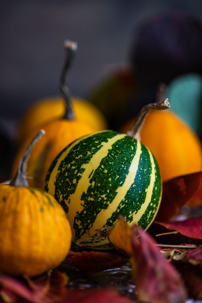 Close up of autumn gourds on trey of red leaves