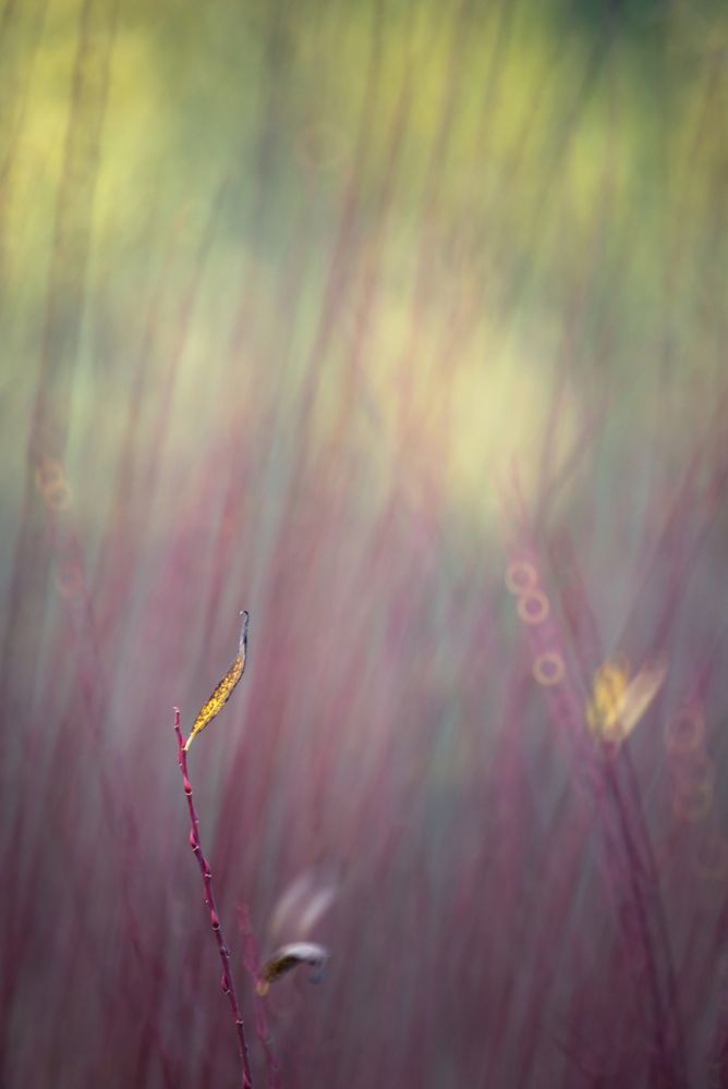 Blurred trees in forest