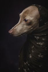 Italian Greyhound dog with scarf
