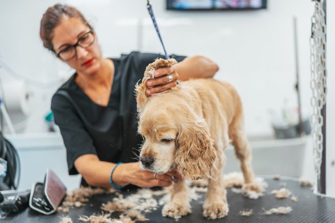 groomer shaving happy dog