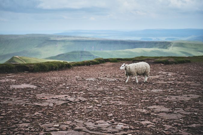 Sheep on a rocky trail in the Brecon Beacons mountain range