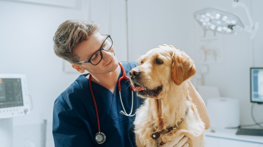 Young Veterinary Clinic Specialist Petting an Obedient Golden Retriever Dog.