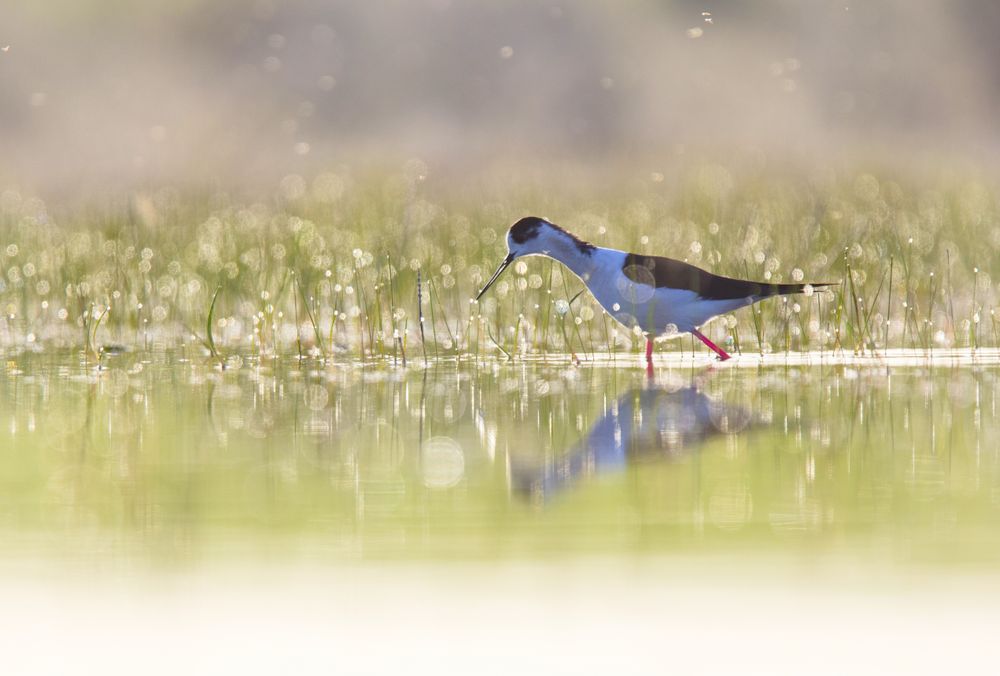 Wild bird walking on water