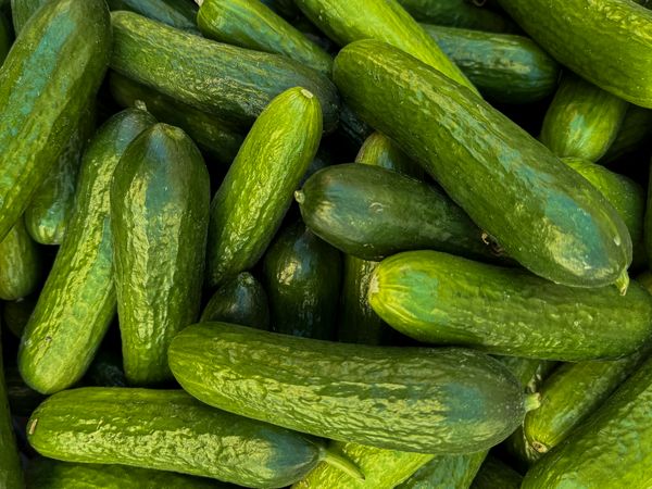 Small cucumbers for sale in market