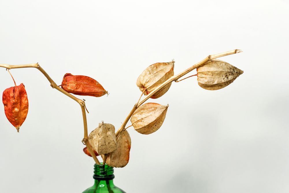 Dried leaves, educational still life for drawing