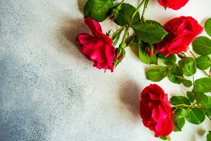 Red roses scattered on marble counter with copy space